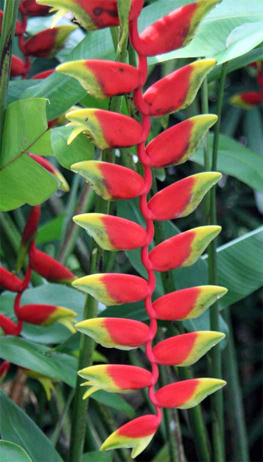 Heliconia rostrata