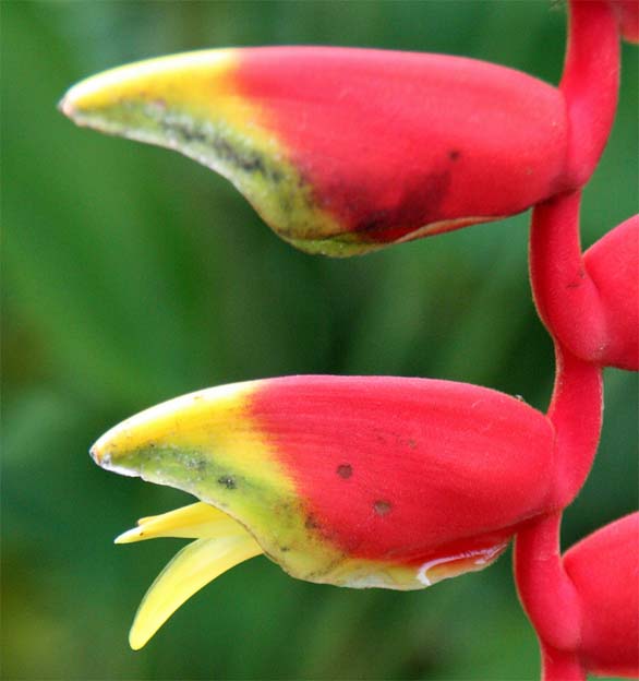 Heliconia rostrata