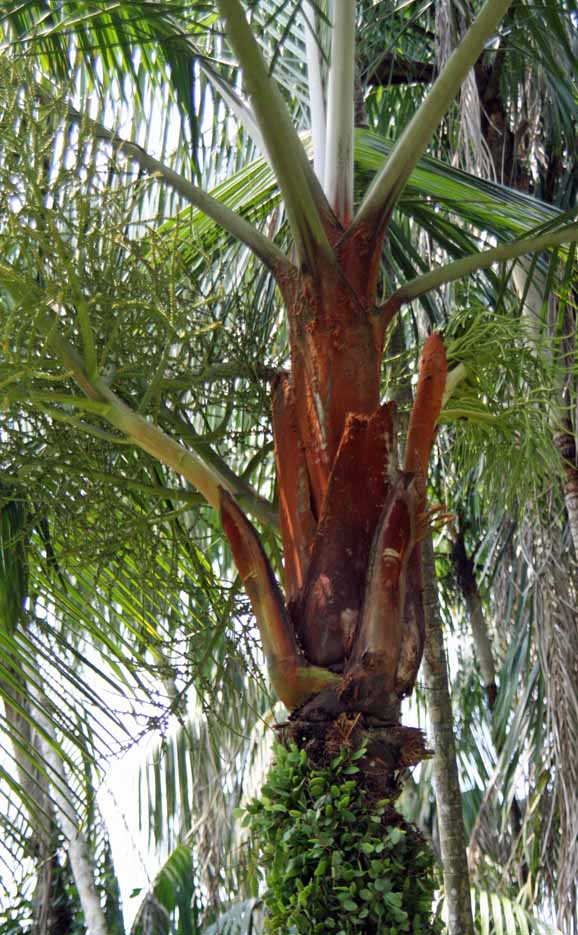 Dypsis leptocheilos