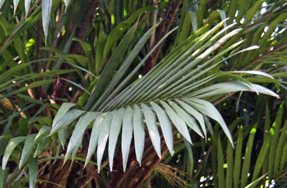 Bactris major