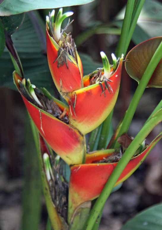 Heliconia stricta