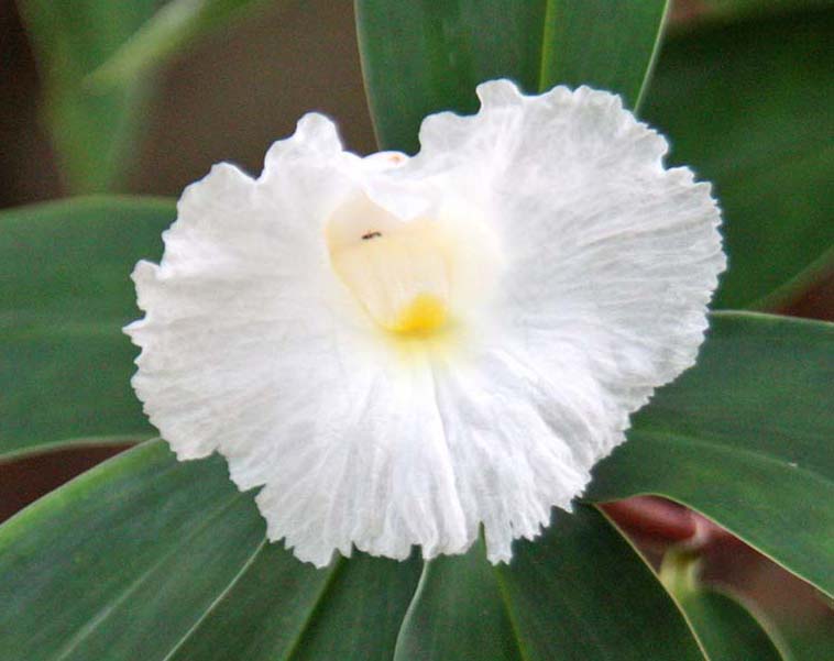 Costus speciosus