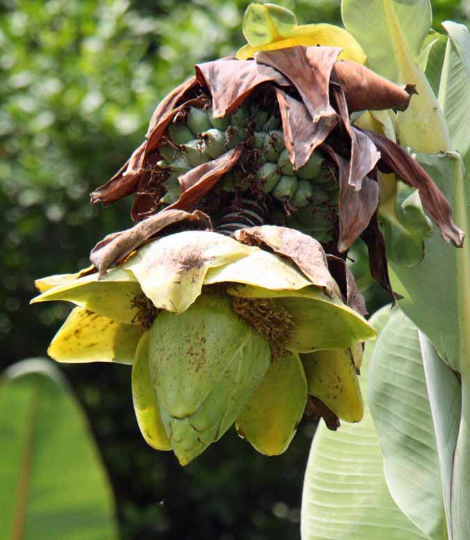 Ensete sp.