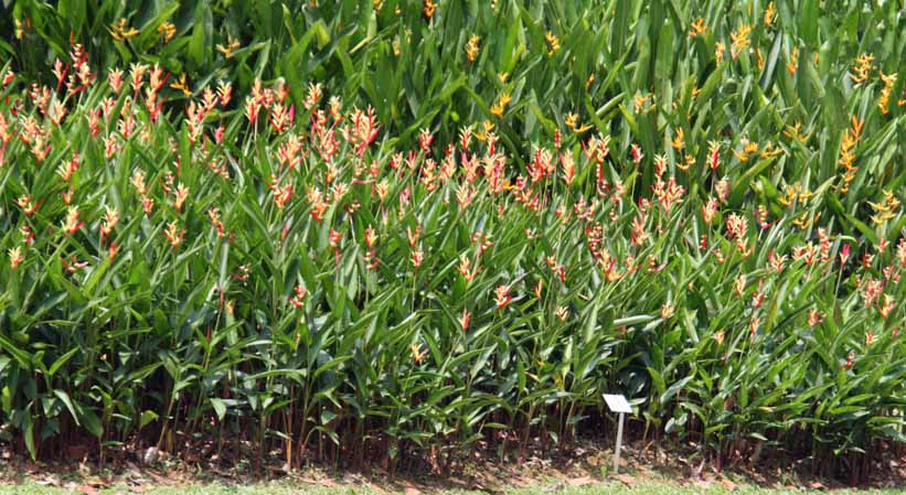 Heliconia psittacorum