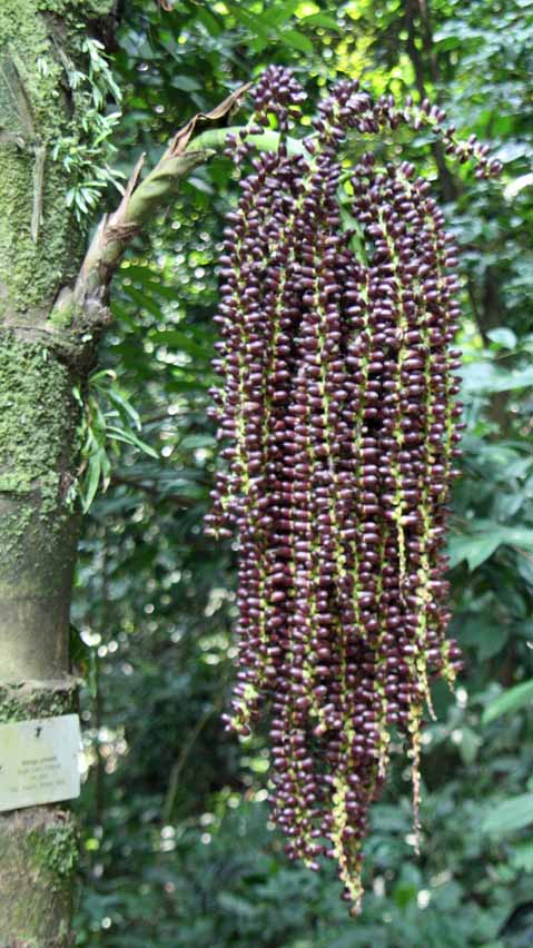 Arenga pinnata