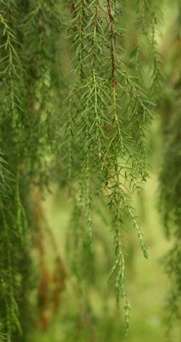 Juniperus cedrus