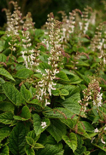 Plectranthus ciliatus