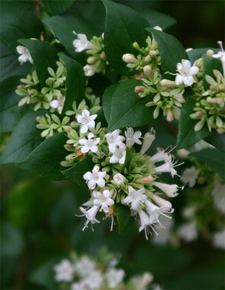 Abelia chinensis