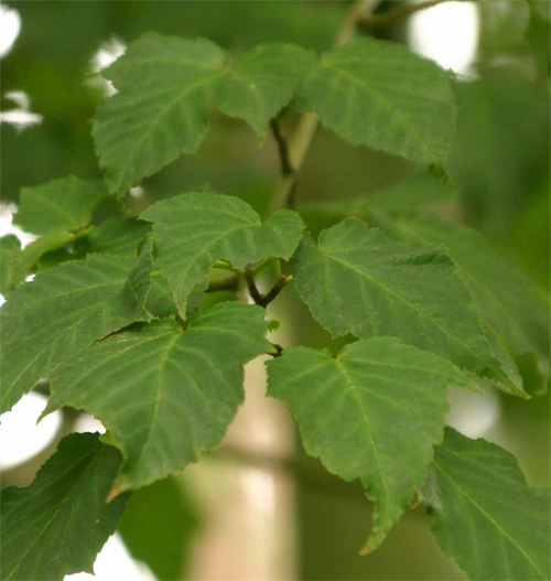 Acer morrisonense