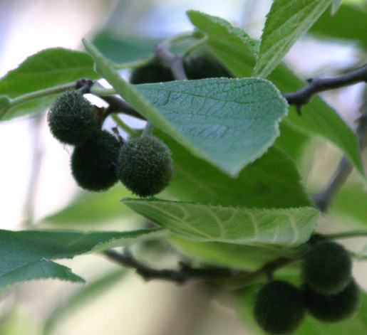 Broussonetia papyrifera