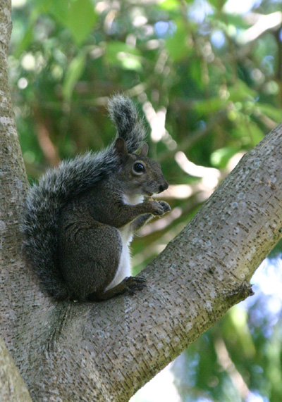 Broussonetia papyrifera