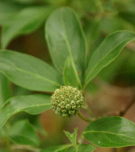 Cornus capitata