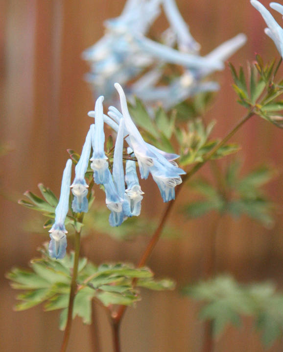 Corydalis  flexuosa