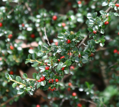 Cotoneaster holizontalis