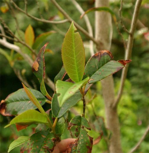 Hartia  sinensis