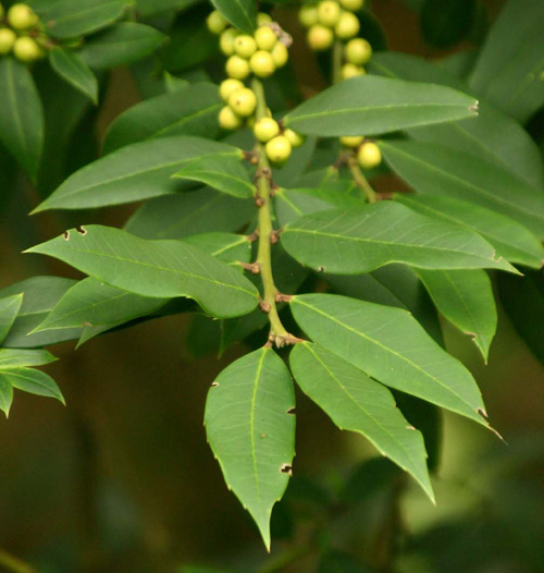 Ilex dipyrena