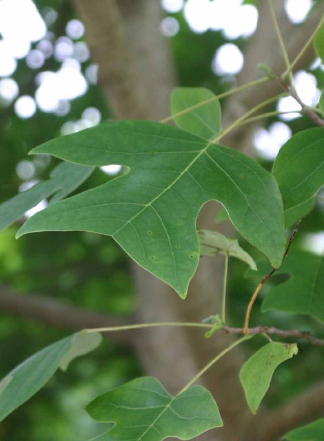 Liriodendron chinensis