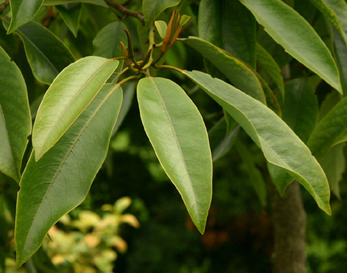 Michelia platypetala