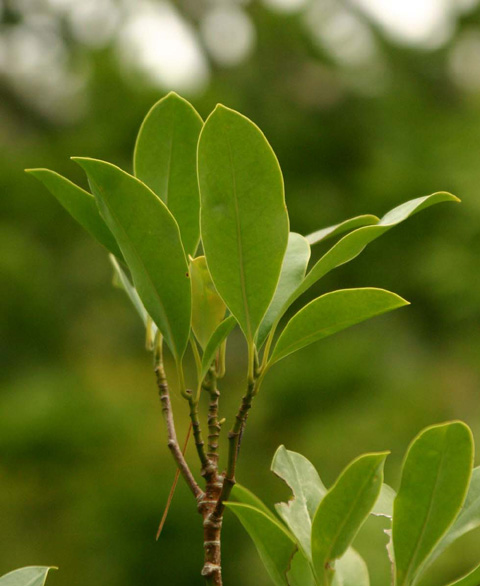 Parakmeria lotungensis