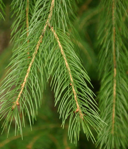 Picea smithiana