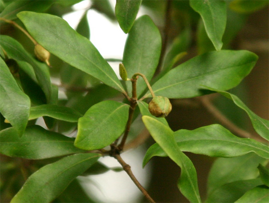 Pittosporum truncatum