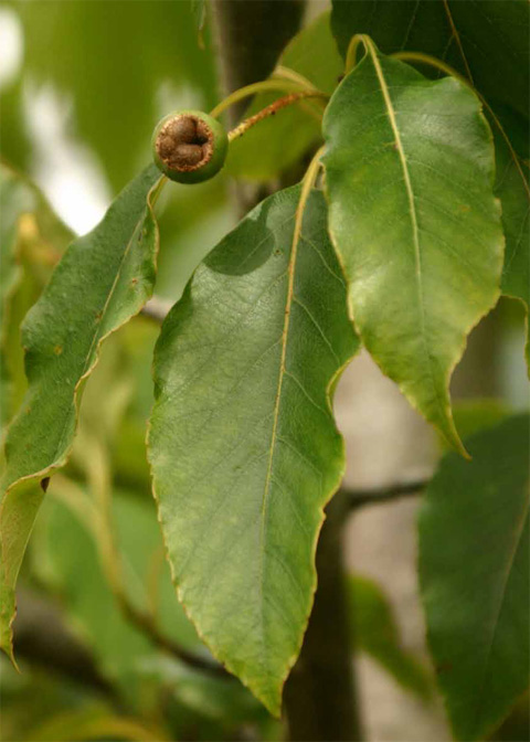 Pyrus granulosa