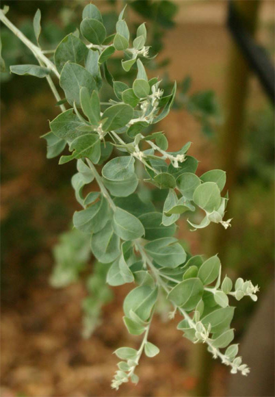 Acacia podalyriifolia