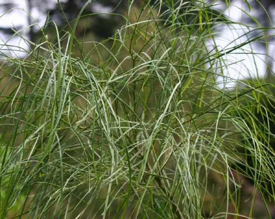 Acacia stenophylla