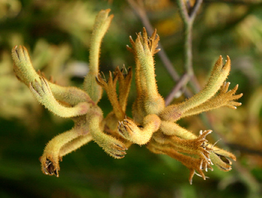 Anigozanthos flavidus