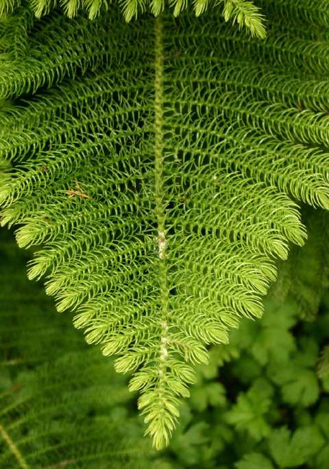 Araucaria heterophylla