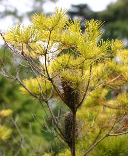 Banksia apinulosa