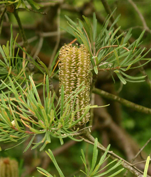 Banksia collina