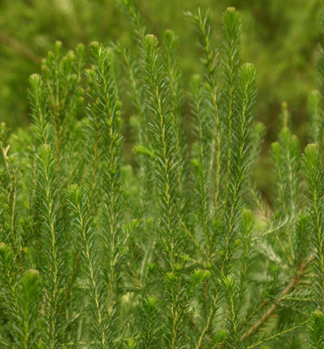 Banksia ericifolia