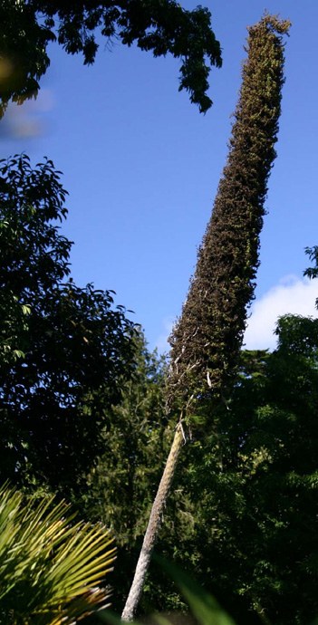 Xanthorrhoea australis