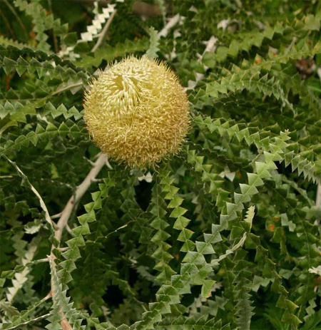 Banksia speciosa