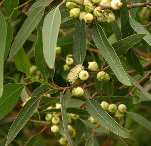 Callistemon speciosus