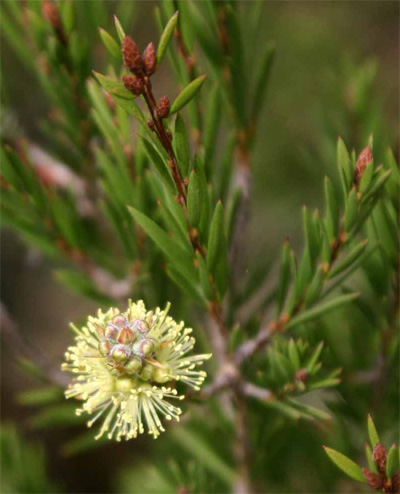 Callistemon sieberi