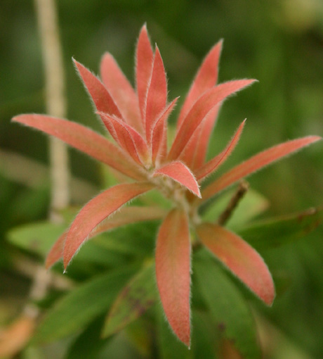 Callistemon comboynensis