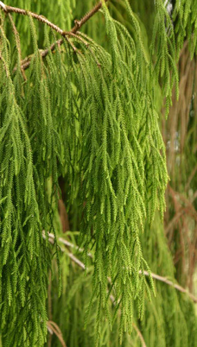 Dacrydium cupressinum