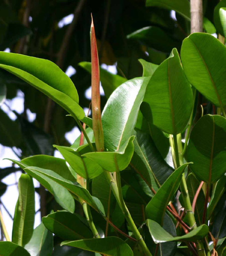 Ficus macrophylla