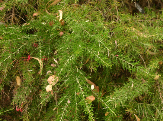 Grevillea victoriae