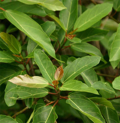 Kennedia nigricans