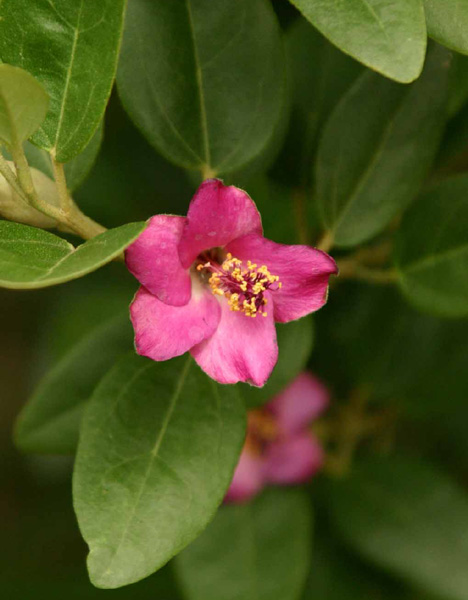 Lagunaria patersonii