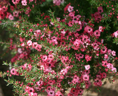 Leptospermum scoparium