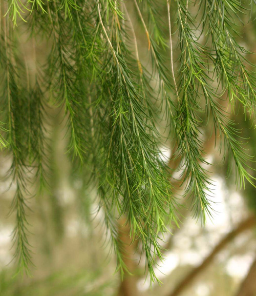 Melaleuca armillaris