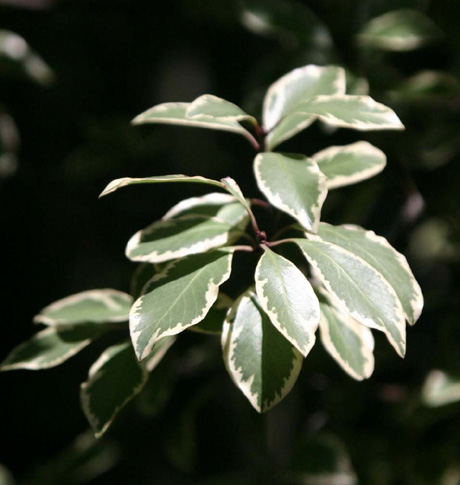 Pittosporum tenuifolium