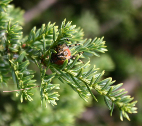 Podocarpus nivalis