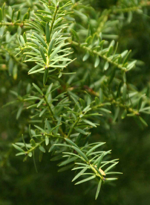 Podocarpus totara