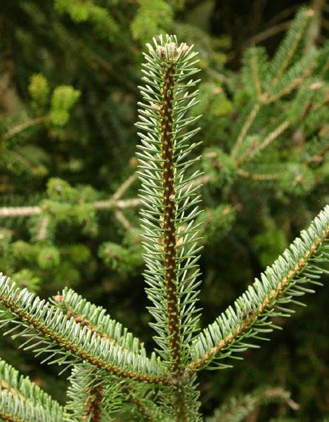 Abies pardei