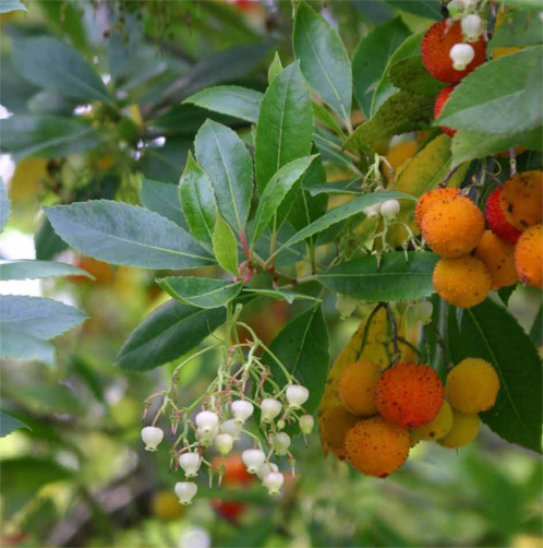 Arbutus unedo